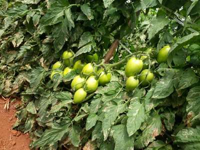 Traça do tomateiro - Tomate