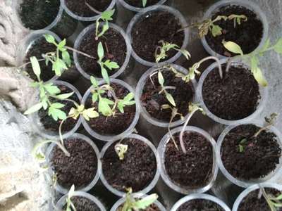 Damping-Off of Seedlings - Tomato