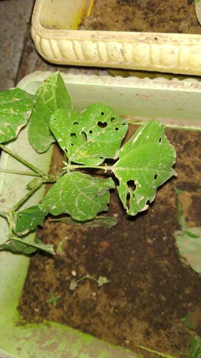 Bean Leaf Beetle - Bean