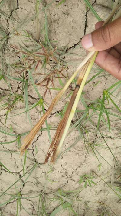 Early Shoot Borer - Sugarcane