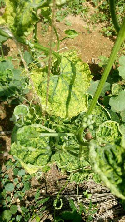 Spider Mites - Cucumber