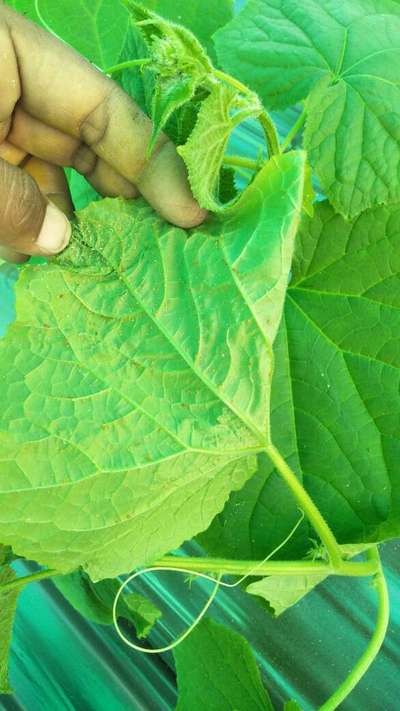 Aphids - Cucumber