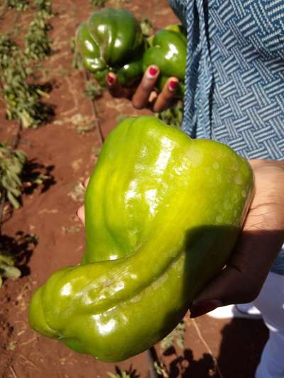 Tobacco Mosaic Virus - Capsicum & Chilli