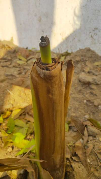 Bacterial Soft Rot of Banana - Banana