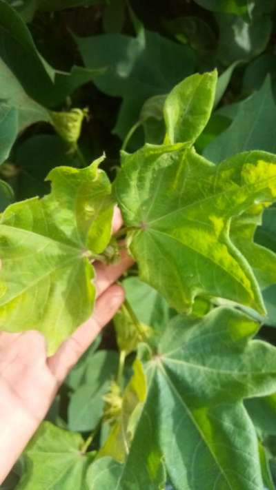 Nitrogen Deficiency - Cotton