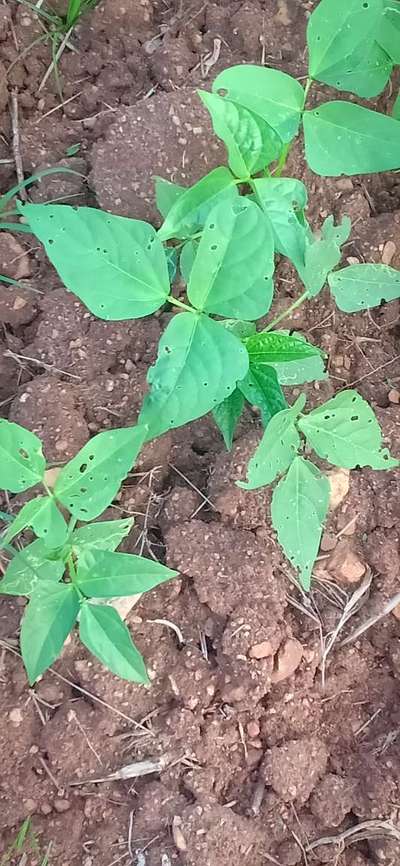 ಚಿಗಟ ಜೀರುಂಡೆ (ಫ್ಲೀ ಬೀಟಲ್) - ಉದ್ದಿನ ಬೇಳೆ & ಹೆಸರು ಬೇಳೆ