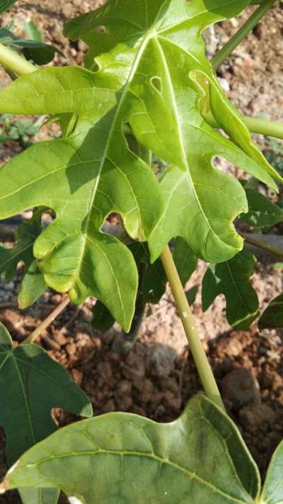 Boron Deficiency - Papaya