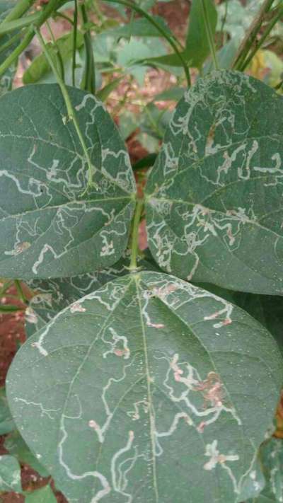 Leaf Miner Flies - Bean