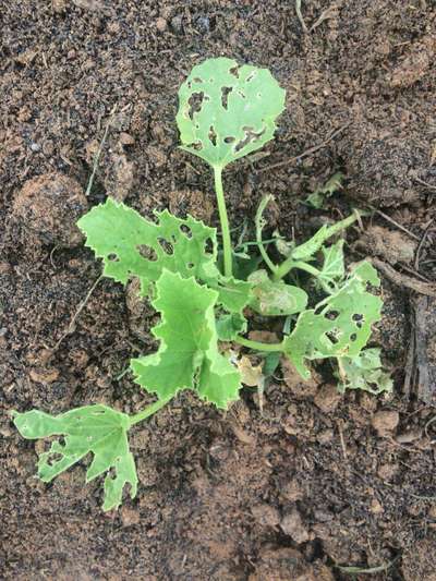 Leaf Miner Flies - Melon