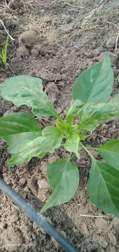 Broad Mite - Capsicum & Chilli