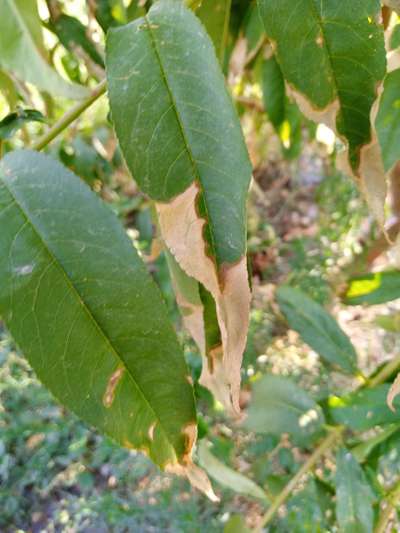 Potassium Deficiency - Peach