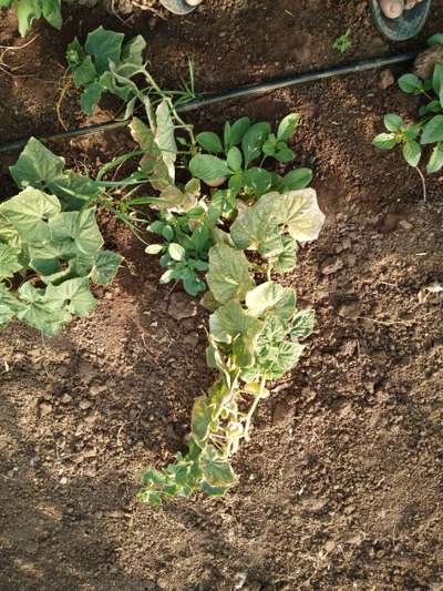 Boron Deficiency - Cucumber