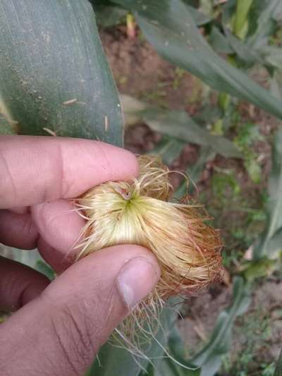 তুলার হেলিকোভার্পা কীড়াপোকা - ভুট্টা