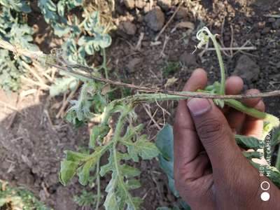 Downy Mildew of Cucurbits - Melon