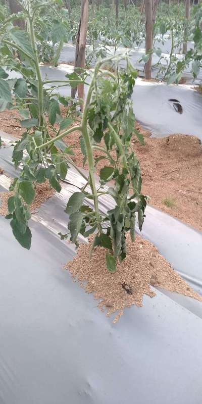 Bacterial Wilt - Tomato