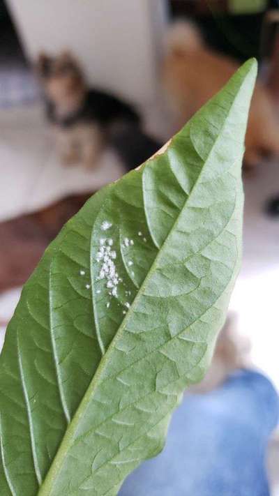 Mosca-branca - Pimentão e Pimenta