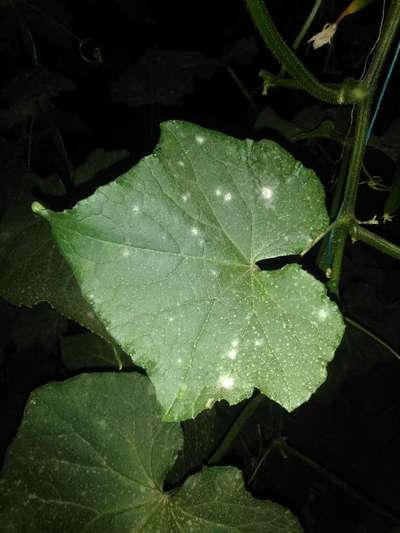 Powdery Mildew - Cucumber