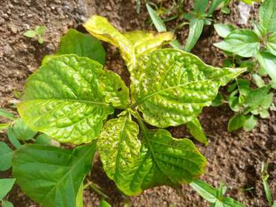 Alternaria Spot - Capsicum & Chilli