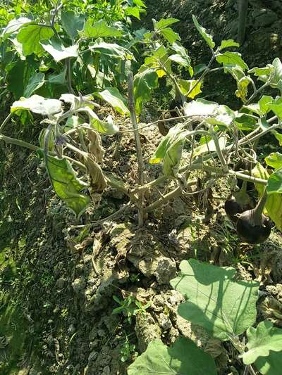 Brinjal Shoot and Fruit Borer - Brinjal