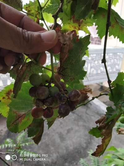 Anthracnose of Grape - Grape