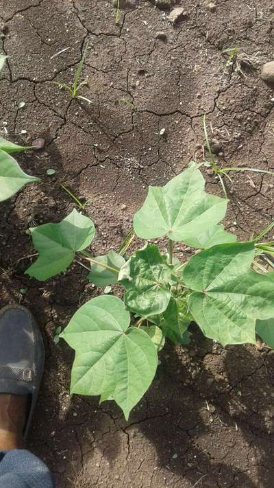 Leafhoppers and Jassids - Cotton