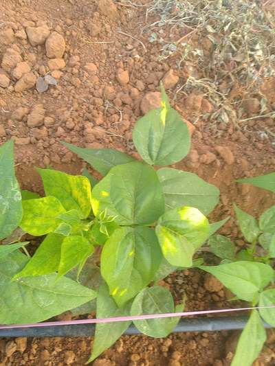 ಹೆಸರುಕಾಳು ಹಳದಿ ಮೊಸಾಯಿಕ್ ವೈರಸ್ - ಹುರುಳಿ