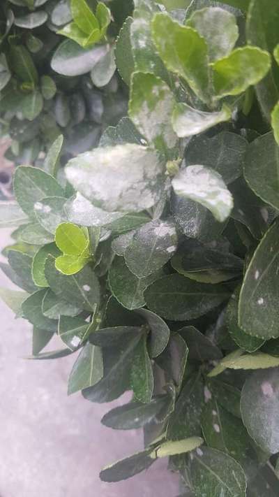 Powdery Mildew - Citrus