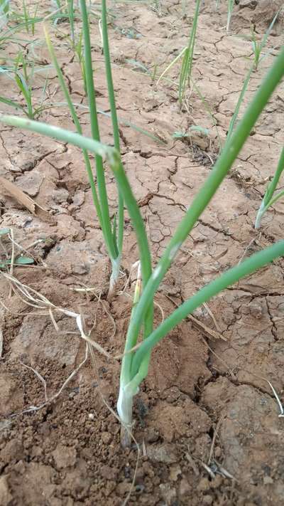 Botrytis Leaf Blight - Onion