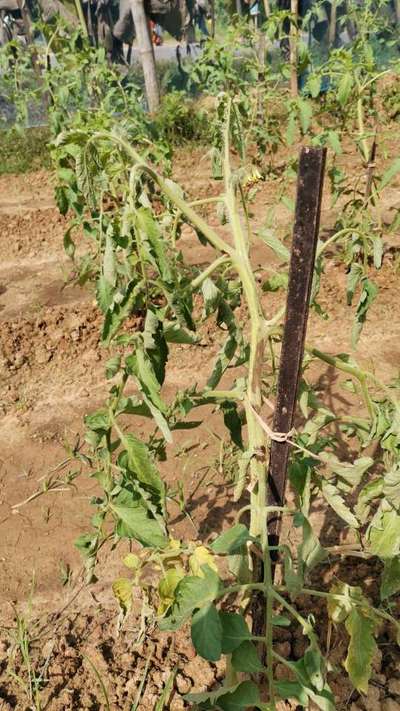 Stem Rot - Tomato