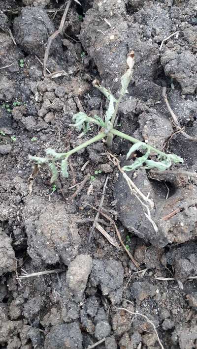 Damping-Off of Seedlings - Tomato