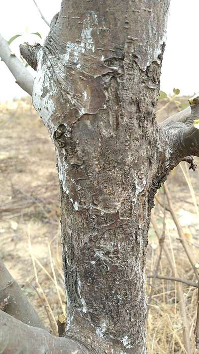 Imagen gratis: manzana, árbol, tronco