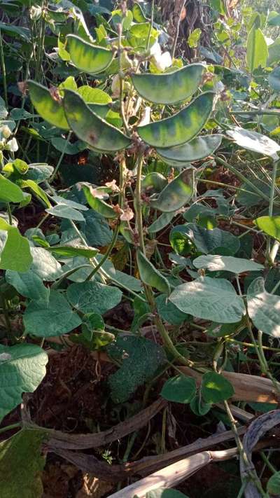ಹುರುಳಿಯಲ್ಲಿ ಚಿಗುರು ಕೊರಕ - ಉದ್ದಿನ ಬೇಳೆ & ಹೆಸರು ಬೇಳೆ
