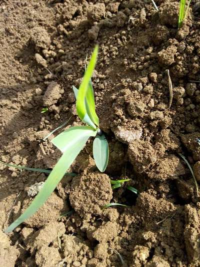 Tobacco Caterpillar - Maize