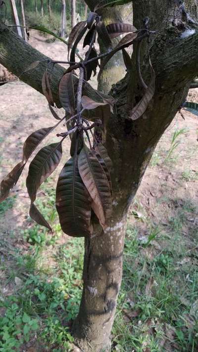 Mango Dieback Disease - Mango