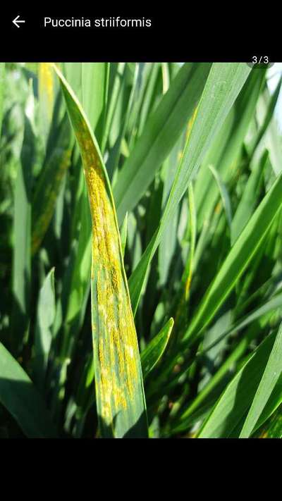 Wheat Leaf Rust - Wheat