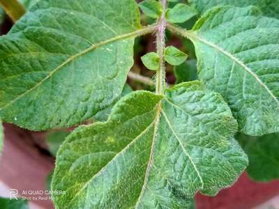 Powdery Mildew - Potato