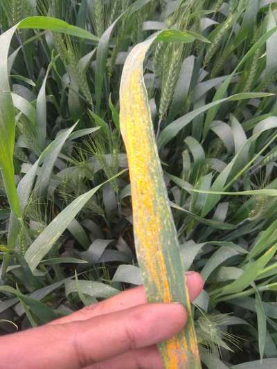 Wheat Leaf Rust - Wheat