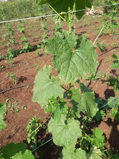 Cucumber Green Mottle Virus - Cucumber