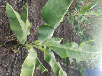 Zinc Deficiency - Banana