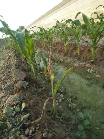 Potassium Deficiency - Maize