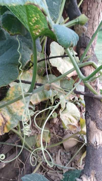 Gummy Stem Blight of Cucurbits - Pumpkin