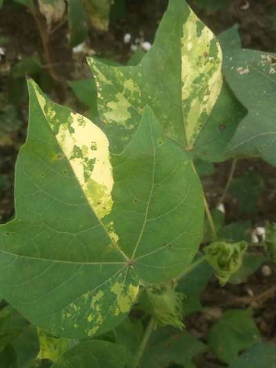 Leaf Variegation - Cotton