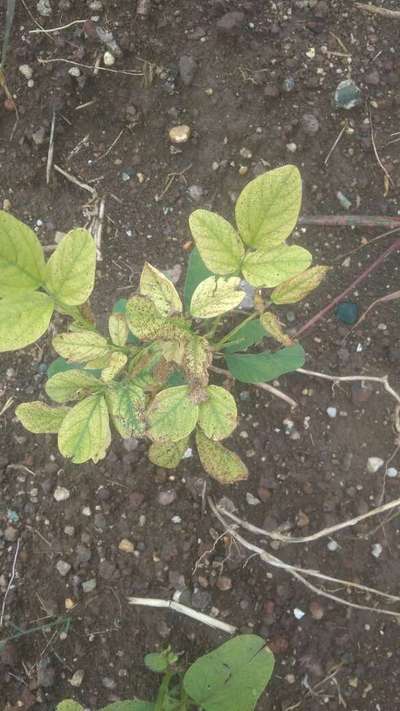 Nitrogen Deficiency - Soybean