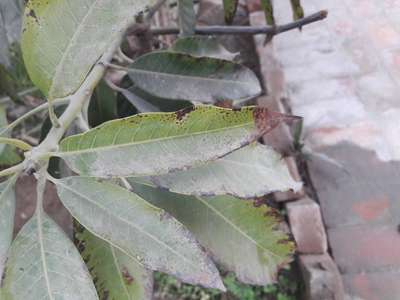 Powdery Mildew - Mango