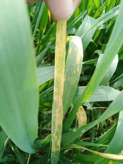 Snow Mold of Cereals - Wheat