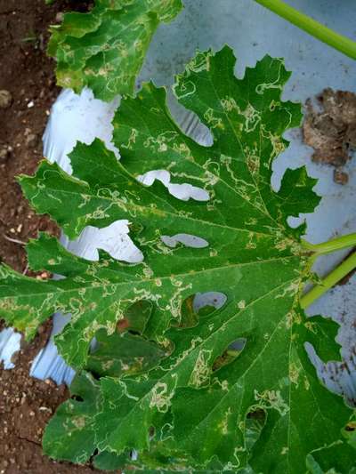 Leaf Miner Flies - Zucchini