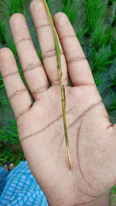 Asian Rice Gall Midge - Rice