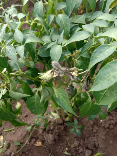 Stem Rot - Capsicum & Chilli