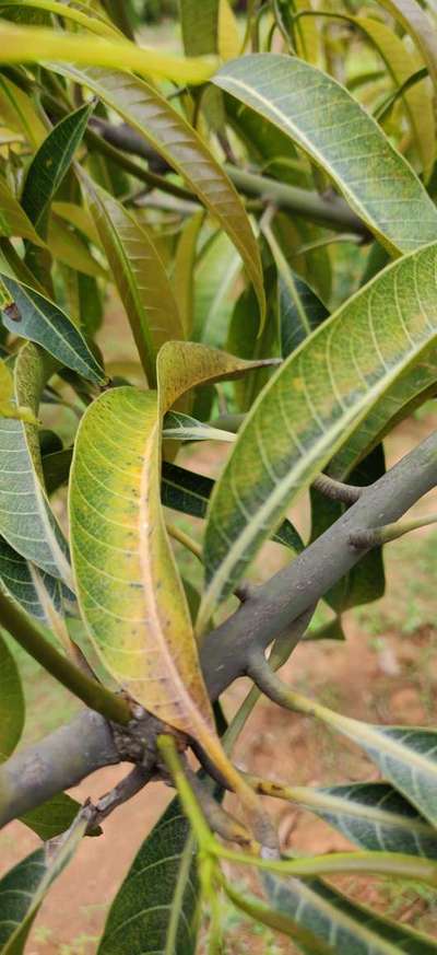 Nitrogen Deficiency - Mango