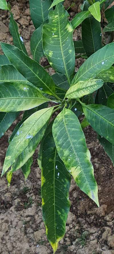 Leaf Variegation - Mango